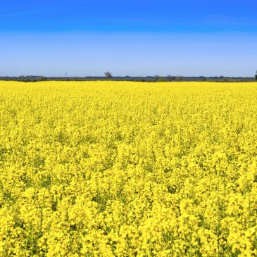 L&rsquo;huile de colza anti cholestérol naturel par excellence
