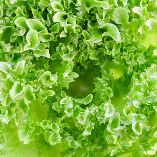 Laitue verte